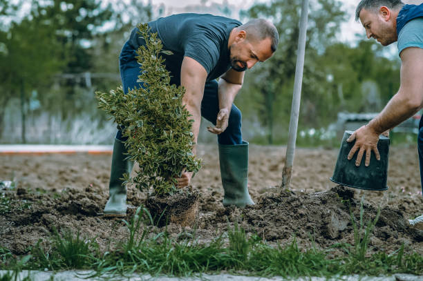 The Steps Involved in Our Tree Care Process in De Pere, WI